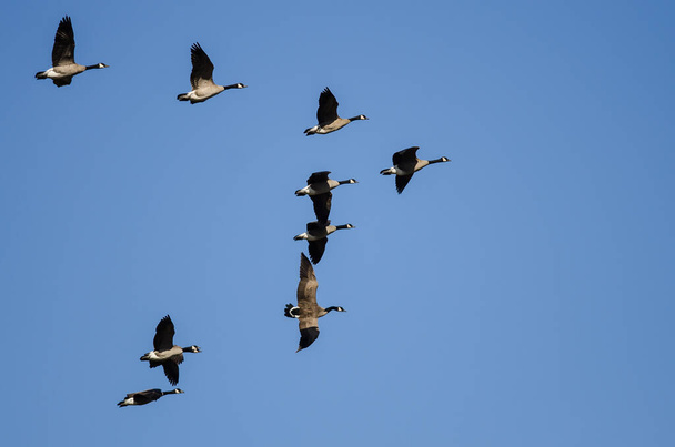 Стая канадских гусей, летающих в голубом небе - Фото, изображение