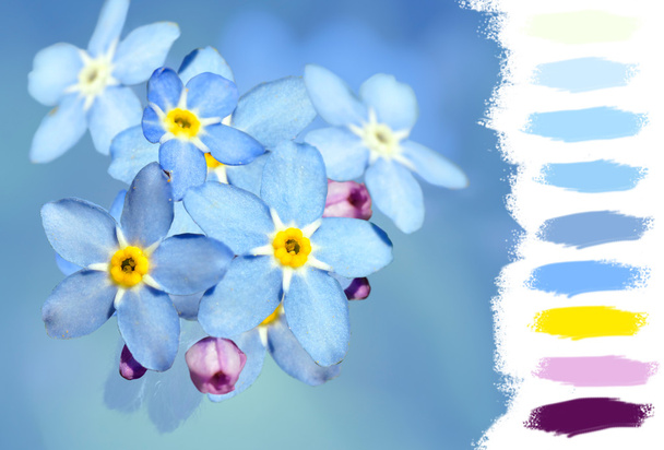 Forget-me-not flower color palette - Foto, Imagem