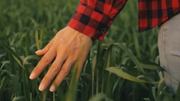 jonge vrouwelijke boer loopt door een tarweveld bij zonsondergang, het aanraken van groene oren van tarwe met zijn handen - landbouw concept. Een veld van rijpende tarwe in warme zon. zakenvrouw inspecteert haar veld. - Video