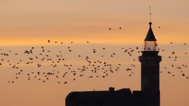 Kormoránok csoportja repül át a Camargue Franciaországban - Felvétel, videó