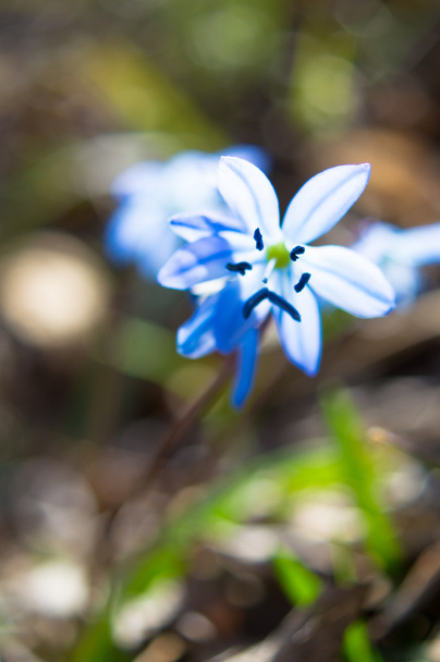 First spring flowers in the forest - Photo, Image
