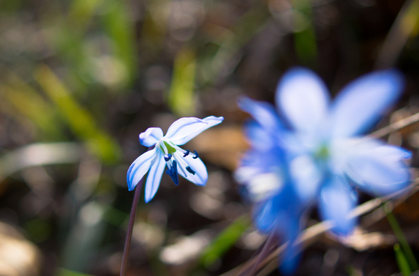 First spring flowers in the forest - Photo, Image