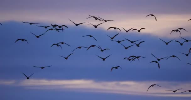 Skupina Cormorants létající nad Camargue ve Francii - Záběry, video