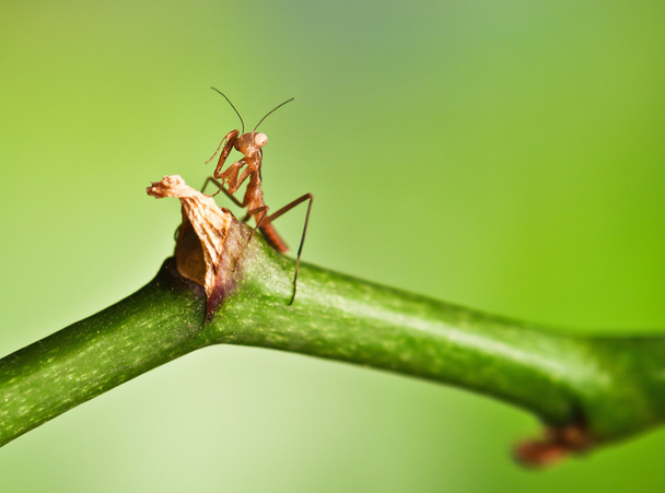 young mantis - Photo, Image