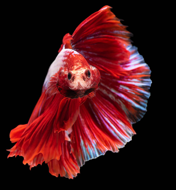 Κοντινό πλάνο του κόκκινου ψαριού Μπέτα. Όμορφη σιαμαία καταπολέμηση των ψαριών, Betta splendens απομονώνονται σε μαύρο φόντο. - Φωτογραφία, εικόνα