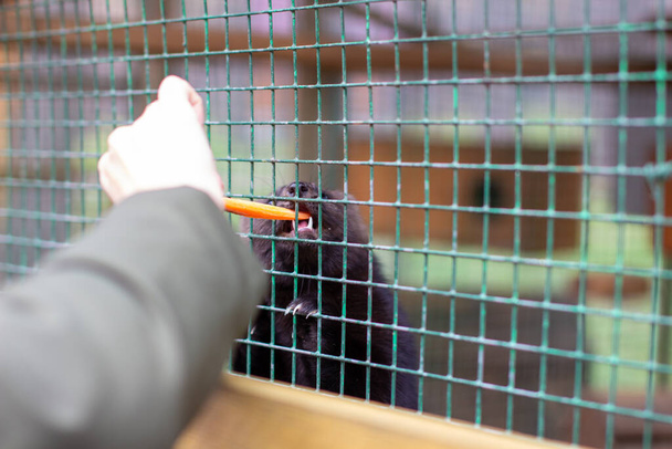 Un hombre alimenta a un pequeño animal visón europeo en una jaula, a través de las barras - Foto, Imagen