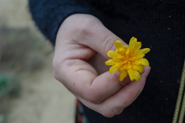 Detailní záběr žluté květinky v ženské ruce. Dospělá žena drží malou podzimní květinku. Selektivní zaměření - Fotografie, Obrázek