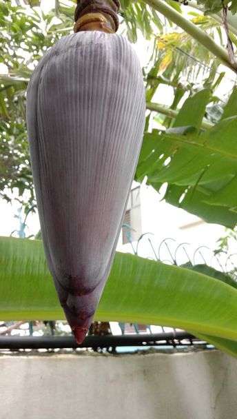 flor de banana saborosa e saudável no jardim - Foto, Imagem