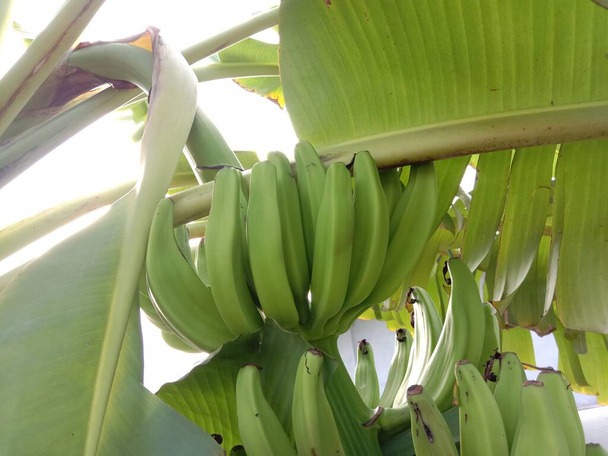 tasty and healthy raw banana bunch on garden - Photo, Image