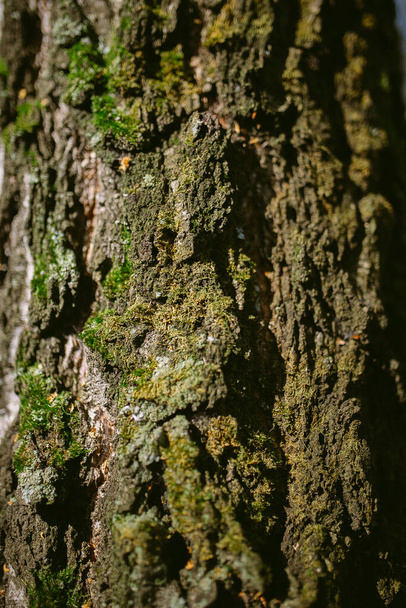 Morning in a pine forest - Fotografie, Obrázek