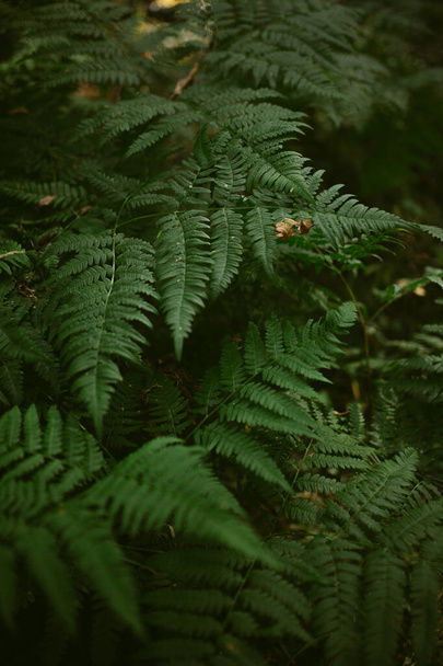 Morning in a pine forest - Zdjęcie, obraz