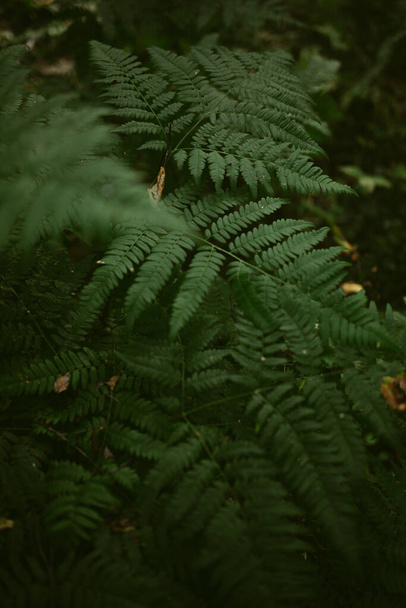 Morning in a pine forest - Fotó, kép