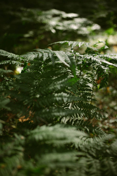 Morning in a pine forest - Zdjęcie, obraz