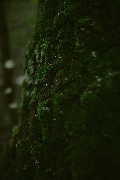 Morning in a pine forest - Valokuva, kuva