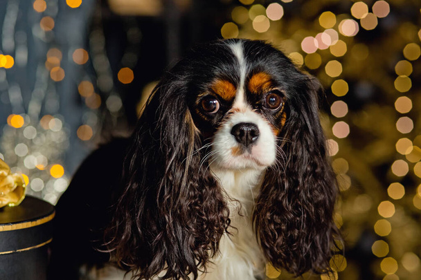 ガーランドライト付きの黄金のクリスマスツリーで贈り物や装飾を持つかわいいクリスマス犬。キャバリエ王チャールズ・スパニエルは新年を祝う. - 写真・画像