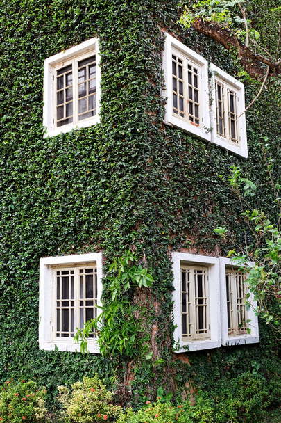 緑の壁に木製の窓 - 写真・画像