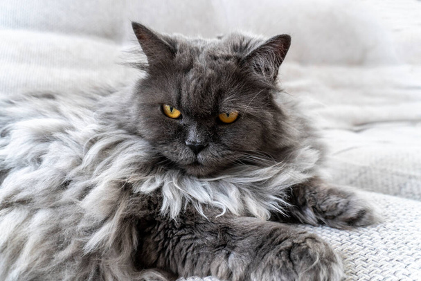 photo beautiful gray fluffy cat. Pets. excellent cover, poster, postcard - Фото, изображение