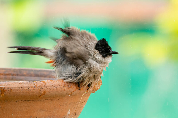 Sooty-headed Bulbul puffing up sua plumagem sacudindo água - Foto, Imagem