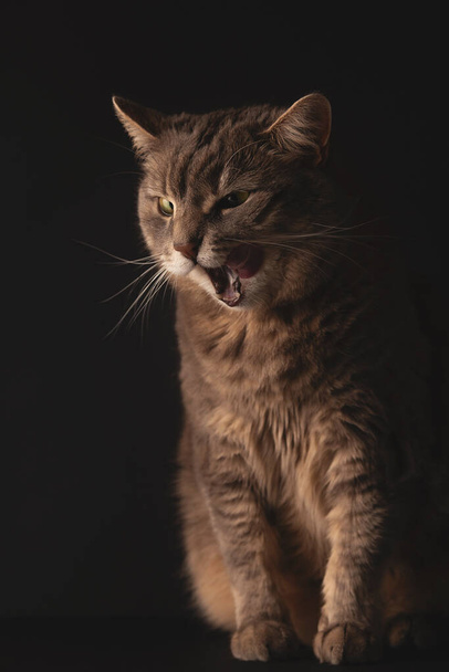 Harmaa kissa haukottelee hassusti. Studiokuva mustalla taustalla - Valokuva, kuva