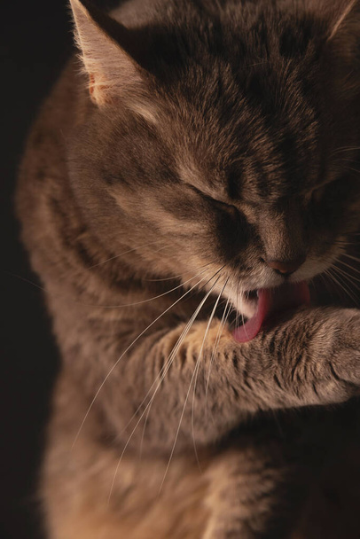 Бытовая кошка это мило стирать и лизать лапы - Фото, изображение