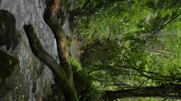 Vertical shot of moss covered the trunk of a tree fell on water stream that slowly flows over the rocks through green plants in tropical forest. Greenery landscape with small creek in the jungle during rainy season. Selective focus. - Footage, Video