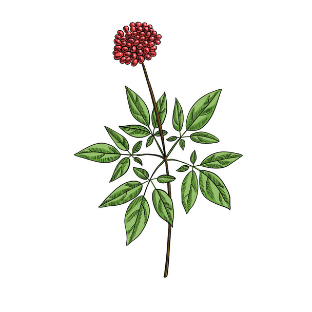 vector drawing ginseng plant - ベクター画像