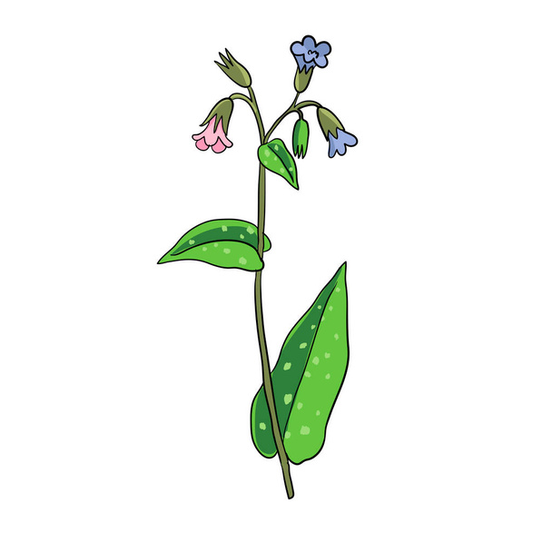 vector drawing lungwort - ベクター画像