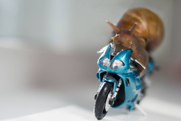 Ένα μεγάλο σαλιγκάρι βόλτες με μια αγωνιστική μοτοσικλέτα, έννοια της ταχύτητας και της επιτυχίας, επιλεκτική εστίαση - Φωτογραφία, εικόνα