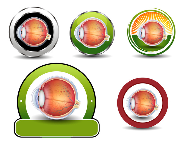 Ophthalmology symbols collection, Human eye cross section. - Vector, imagen