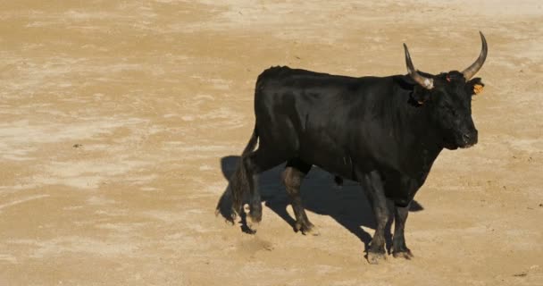 フランス、カマルグのサン・マリー・ド・ラ・メールでのフランス風の血のない闘牛コースCamargaiseと呼ばれる - 映像、動画