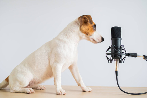Jack Russell terrier kutya és professzionális mikrofon fehér alapon - Fotó, kép