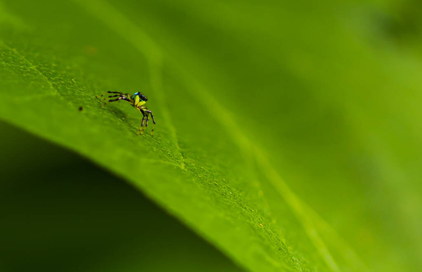 緑の葉の上の小さな黄色のクモの赤ちゃんマクロ写真の世界を閉じます - 写真・画像
