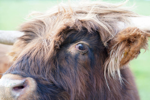 A close up shot of a brown galloway cattle on a blurred background in the field - Foto, Bild