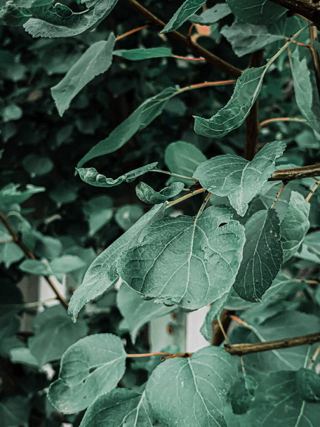 A vertical closeup shot of plant leaves - Fotografie, Obrázek