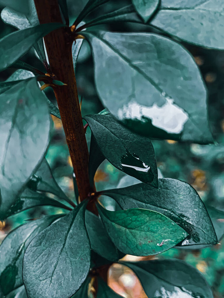 Pystysuora lähikuva märistä sadepisaroista tummanvihreillä lehdillä - Valokuva, kuva