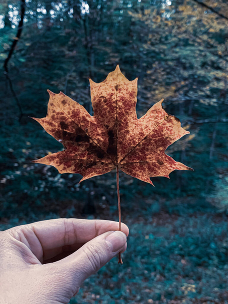 A vertical closeup shot of dried autumn leaves on the ground - Φωτογραφία, εικόνα