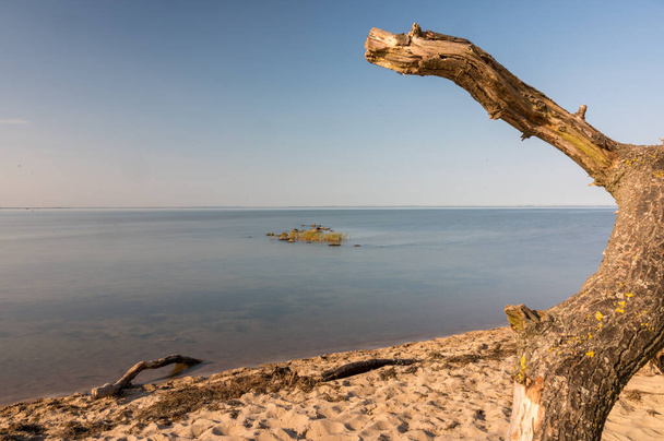 A closeup of a dead tree on the deserted beach - Foto, afbeelding
