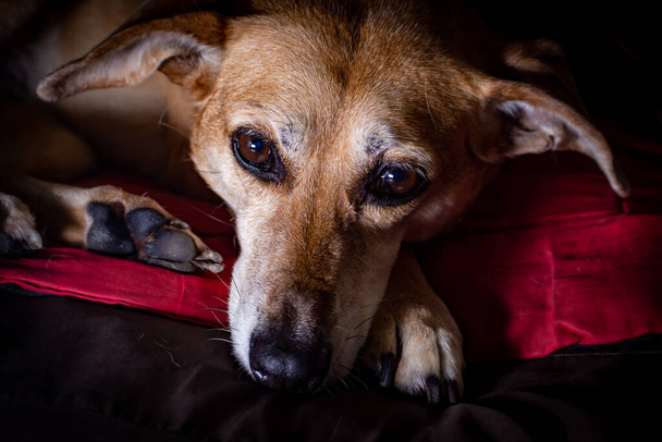 A closeup shot of an old brown dog laying - Фото, зображення