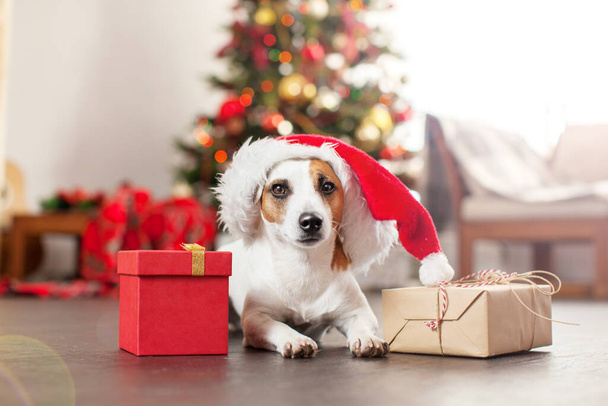 Dog near christmas tree - 写真・画像