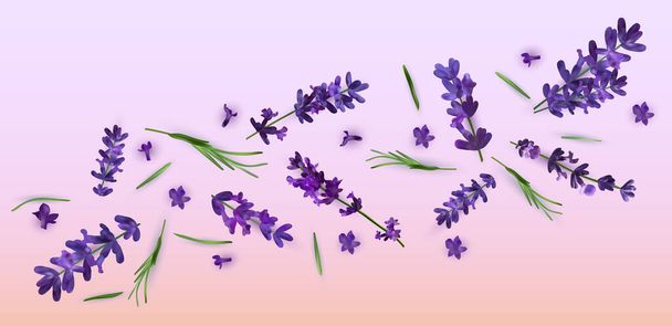 Коллекция фиолетовой цветочной лаванды. Баннер с цветами лаванды для парфюмерии, продуктов для здоровья, свадебное приглашение. Векторные иллюстрации - Вектор,изображение