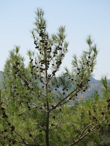Many cones on a pine tree - Photo, Image