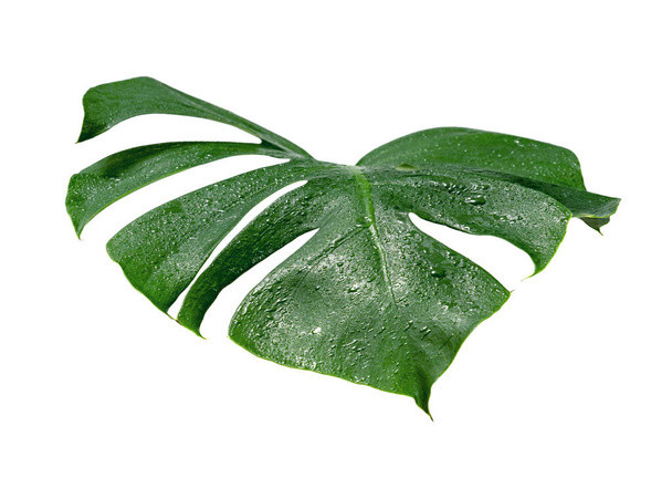 Grüne Blätter Muster, Blatt Monstera mit Wassertropfen isoliert auf weißem Hintergrund - Foto, Bild