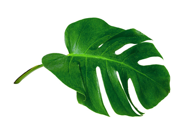 Groene bladeren patroon, blad monster met waterdruppel geïsoleerd op witte achtergrond - Foto, afbeelding
