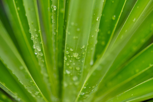 A macro shot of dewdrops on green leaves - Foto, imagen