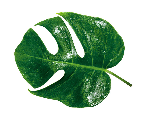 Zelené listy vzor, listí monstera s kapkou vody izolované na bílém pozadí - Fotografie, Obrázek