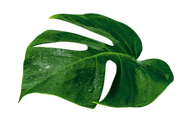 Zelené listy vzor, listí monstera s kapkou vody izolované na bílém pozadí - Fotografie, Obrázek