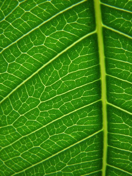 A vertical macro shot of green leaf - Foto, Imagem
