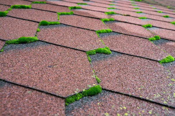 Close up view of moss infested asphalt shingles roof that needs repair and cleaner. - Photo, Image