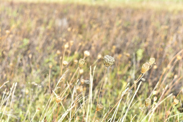 A closeup shot of ornamental grass bladder sedge - Foto, Imagem