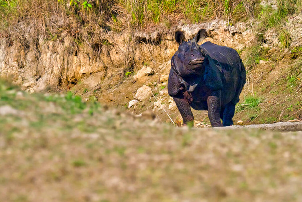 Großes Eingehörntes Nashorn, Indisches Nashorn, Asiatisches Nashorn, Rhinoceros unicornis, Feuchtgebiete, Royal Bardia National Park, Bardiya National Park, Nepal, Asien - Foto, Bild